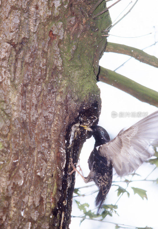 普通椋鸟(Sturnus vulgaris)的巢